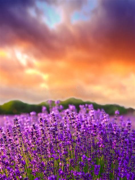 Sunset Over A Summer Lavender Field In Tihany Hungary Stock Photo