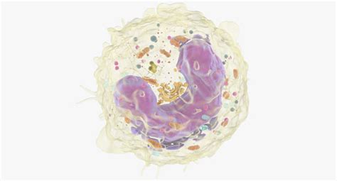 Monocyte Nucleus Mitohondria Model Turbosquid 1266677