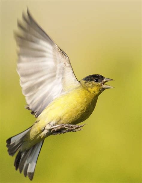 Goldfinch House Finch And Other Small Song Bird Photography Birds Flying Flying Bird Tattoo