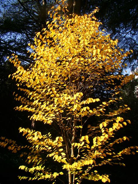 Cercidiphyllum Japonicum Tree Katsura Tree Caramel Tree Autumn