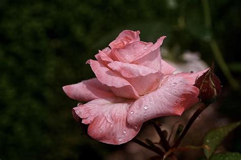 Rose Flower Blossom Bloom Pink Pink Rose Scented Rose Floribunda