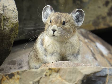 Adorable American Pika Is Disappearing Due To Climate Change