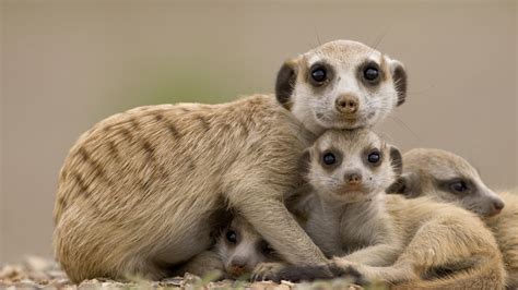 Meerkat With Pups Suricata Suricatta Resting Keetmanshoop Namib