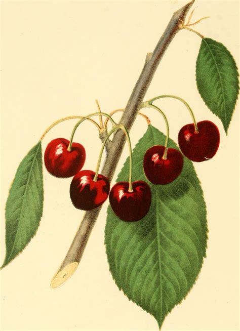 Cherry Fruit Cherries 1848 Free Stock Photo Public Domain Pictures