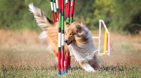 Dog Agility Training For Beginners Tips Tricks And More