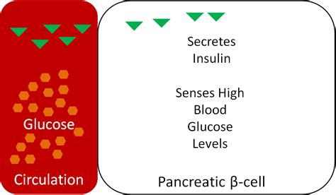 Glycemic Response Insulin Glucagon Nutrition
