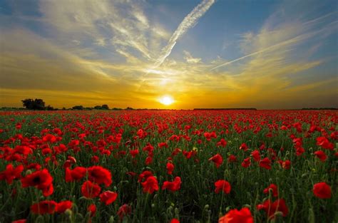 It might also be disturbing if you don't know what that means and that is why it is good for you to be on this page. The different types of poppies and their meaning | Garden ...