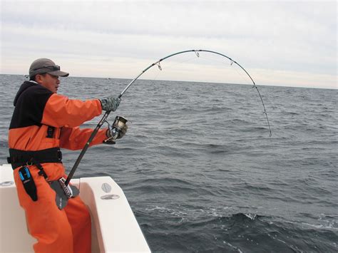 Good Bluefin Bites Still Continue Saltwater Fishing Discussion Board Including Inshore