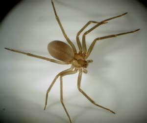 Although venomous, their bites rarely result in death. Brown Recluse Extermination | Removal | Portland OR ...