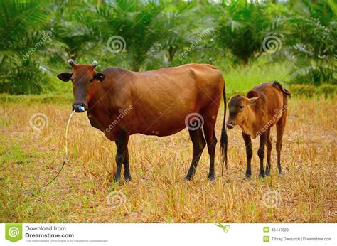 Cow Mother With Baby Calf Stock Image Image Of Parent