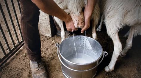 7 Best Dairy Sheep Breeds For Milk Sheepcaretaker