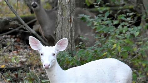 Rare Albino Looking White Deer Caught On Video In Michigan