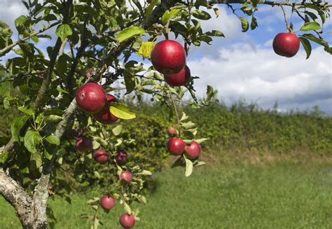 The Modern Farmer Guide To Types Of Apples Modern Farmer