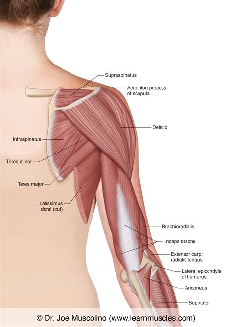 Muscles Of Upper Arm Posterior View Leg Anatomy Muscle Anatomy My Xxx