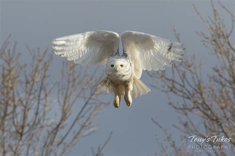 Snowy Owl Takes Flight Tonys Takes Photography