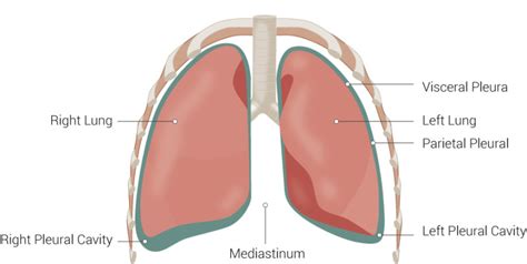 Anatomy Thorax Lung Pleura And Mediastinum Statpearls Ncbi Bookshelf