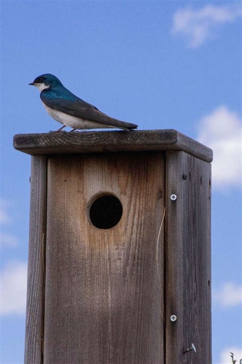 Swallow Bird House Construction Easy Steps To Success