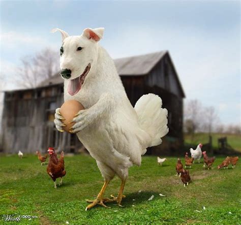 Perro Intentando Crear Una Nueva Especie