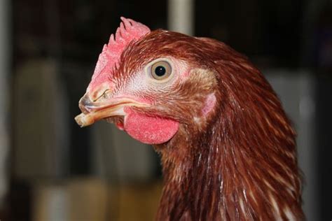 Horrifying Truth Of The Brutal Life Of Free Range Hens Laid Bare