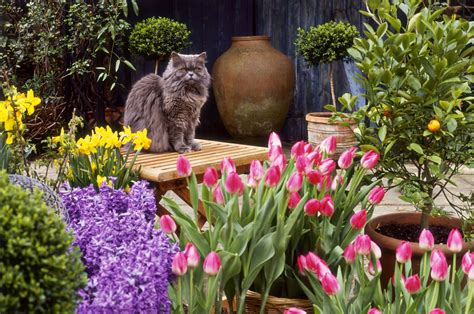 We did not find results for: Common Garden Plants That Are Toxic to Cats