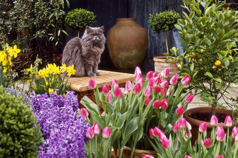 But few people know that many of the most popular varieties of flowers are extremely poisonous to cats. Plants Toxic to Cats - Photo Slideshow