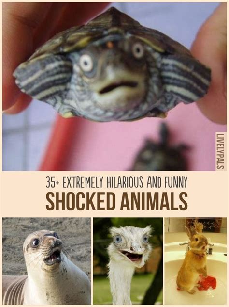 35 Extremely Hilarious Shocked Animals Animals Hilarious Funny