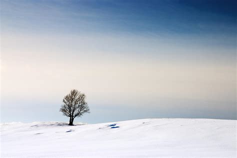 A Lone Tree In A Field Of Snow Photograph By Aurélien Pottier Fine