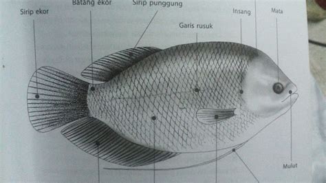 Klasifikasi Morfologi Dan Anatomi Ikan Gurame Ikan Dan Laut Sexiz Pix