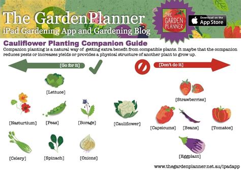 Companion Planting Cauliflower The Gardenplanner Companion Planting