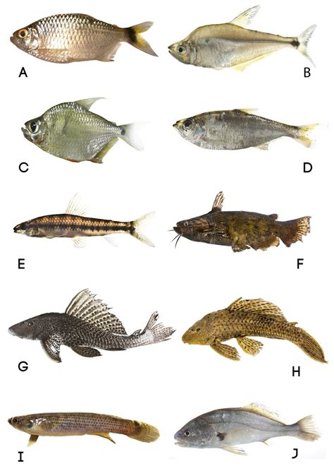 Representative Freshwater Fishes Of The Limoncocha Lagoon Napo River