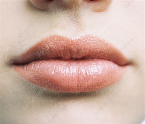 Lips Stock Image P4700086 Science Photo Library