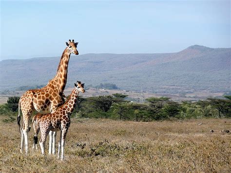 Hd Wallpaper Africa Animal Cute Giraffe Kenya Kigio Landscape