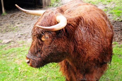 Scottish Highland Cow Color Photograph Bear Foot Creative