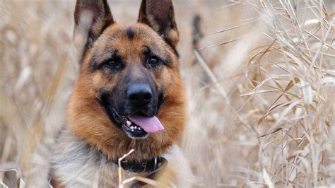 1920x1080 German Shepherd Animals Dog  364 Kb Coolwallpapersme