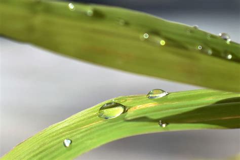 Hd Wallpaper Drop Of Water Nature Raindrop Green Leaf Close Drip