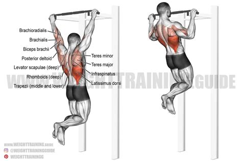 Pull Up Exercise Instructions And Videos Weight Training Guide