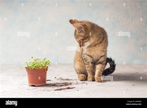 Brown Kitten With Forget Me Not Sprouts Stock Photo Alamy
