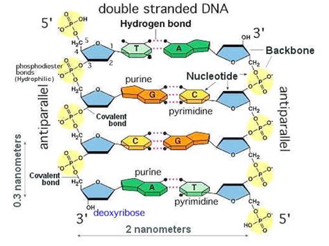 Consider you are creating an application with numerous lines of code using javascript or jquery. Dna Structure Clipart labeled part 25 - 800 X 600 ...