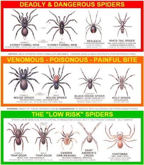 Common Spiders In Indiana Chart