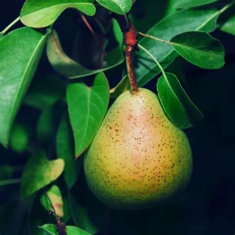 Doyenne Du Comice Pear Trees For Sale Ashridge