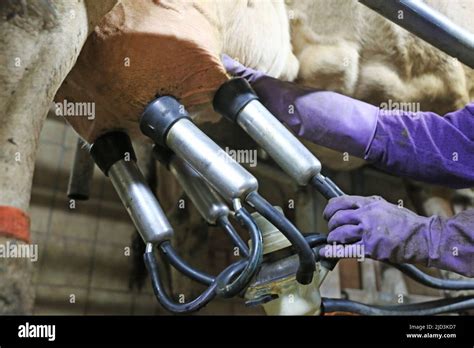 Milking A Cow With Milking Machine Stock Photo Alamy