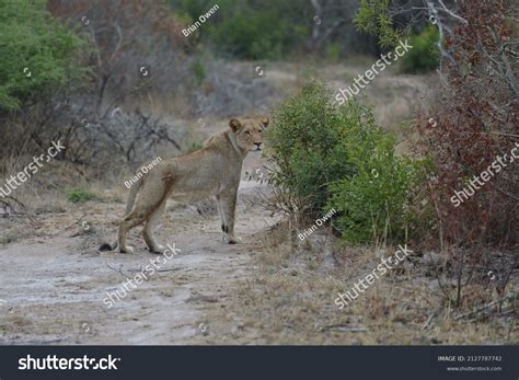 Lioness On Prowl African Wildlife Stock Photo 2127787742 Shutterstock