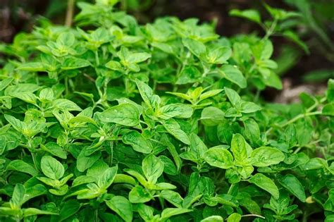 ¿por Qué Es Importante Cultivar Orégano En Tu Jardín Ambientum