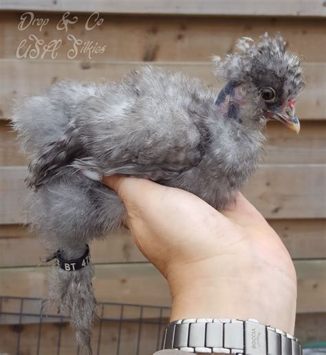 USA Silkie Blue Cuckoo Showgirl USA Zijdehoender Blauw Koekoek