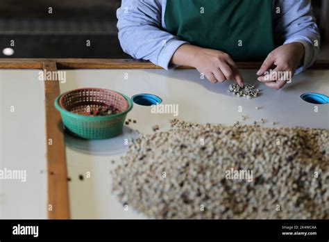 Workers Hands choosing coffee beans at coffee factory Stock Photo - Alamy
