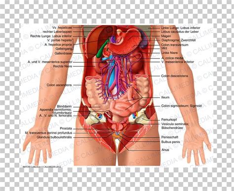 Welcome to innerbody.com, a free educational resource for learning about human anatomy and physiology. Abdomen Human Anatomy Organ Human Body PNG, Clipart, Abdominal Cavity, Anatomy, Arm ...