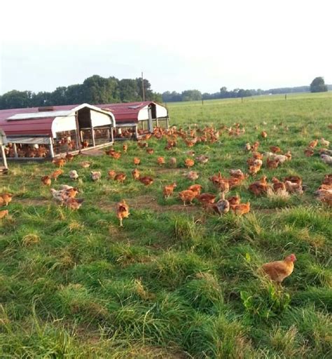 Our Pastured Chickens Pastured Poultry Poultry Farm Chickens Backyard