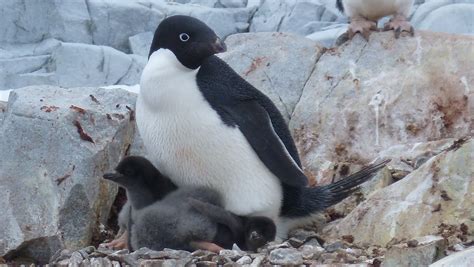 Penguins Losing Habitat In Antarctica Could Be Decimated By 2099