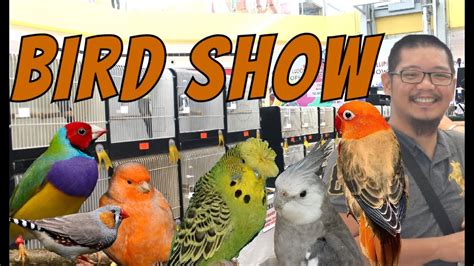 Bird Show 2020 Youtube