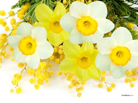 🔥 40 Beautiful Daffodils Wallpaper For Computer Wallpapersafari